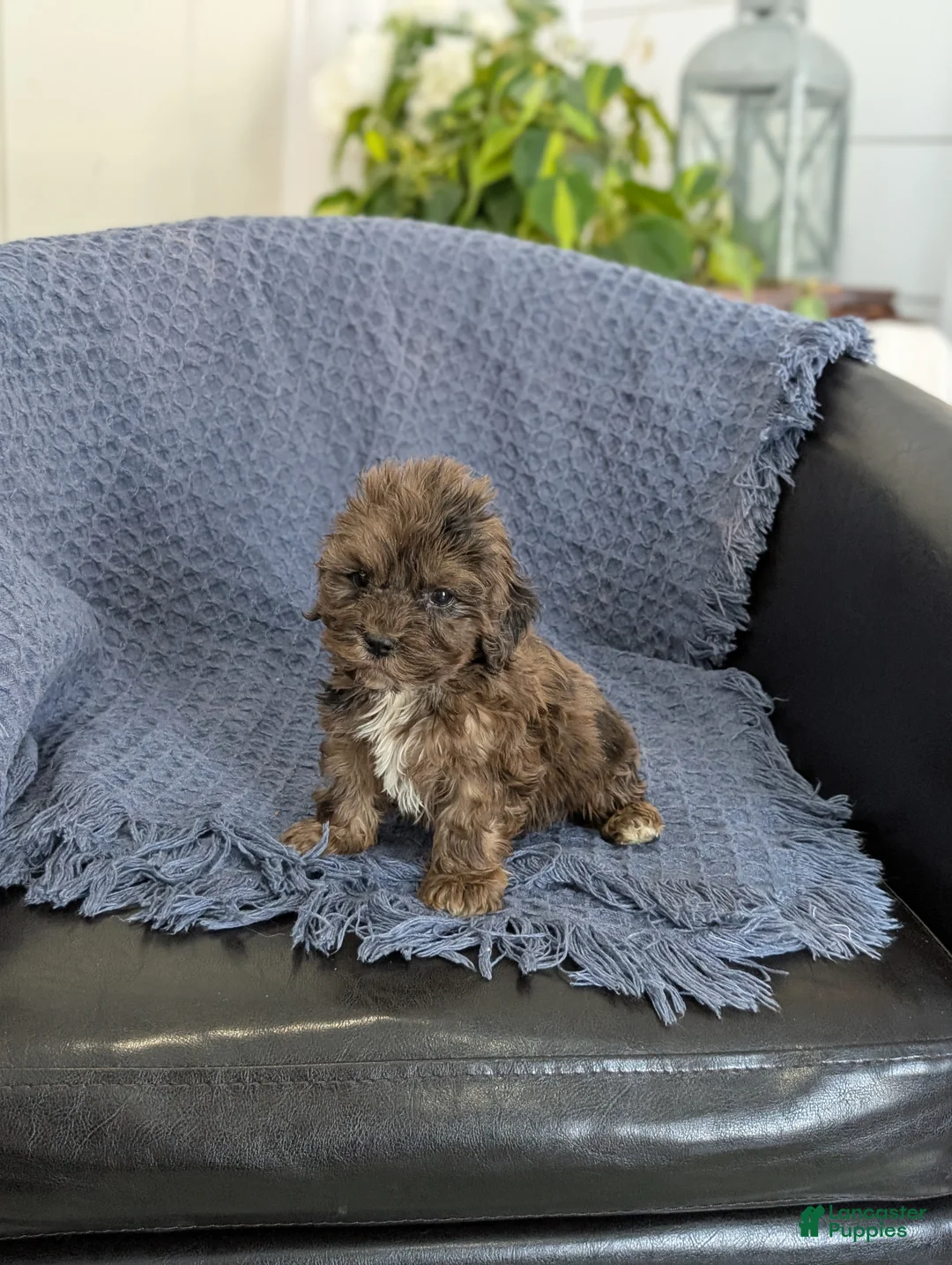 Cockapoo dogs for sale: Tiny Archie - Ad 5