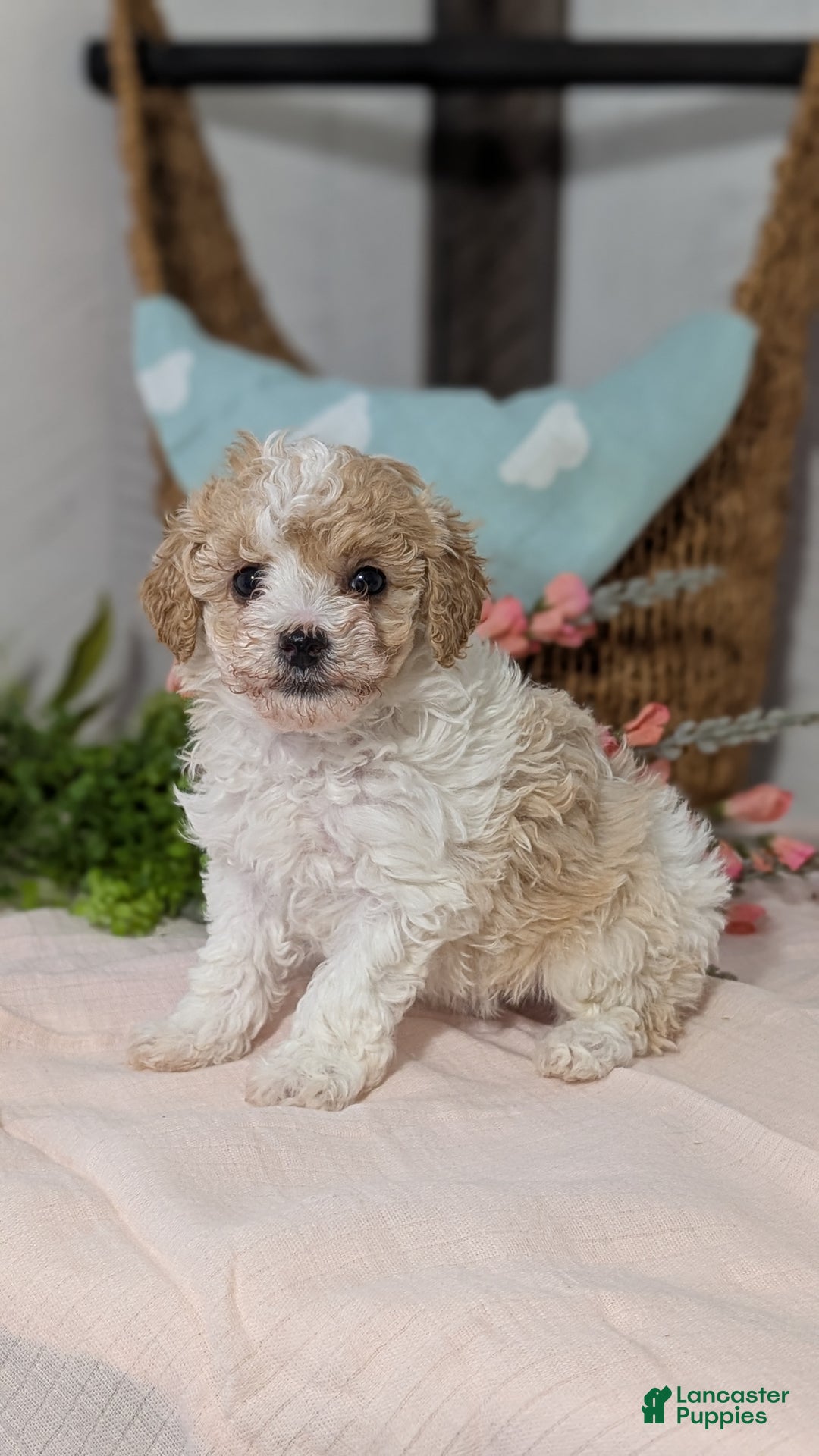 Miniature Poodle dogs for sale: Zoey - Ad 4