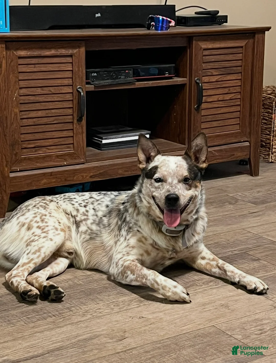 Australian Cattle Dog dogs for stud: Duff & Archer - Ad 3