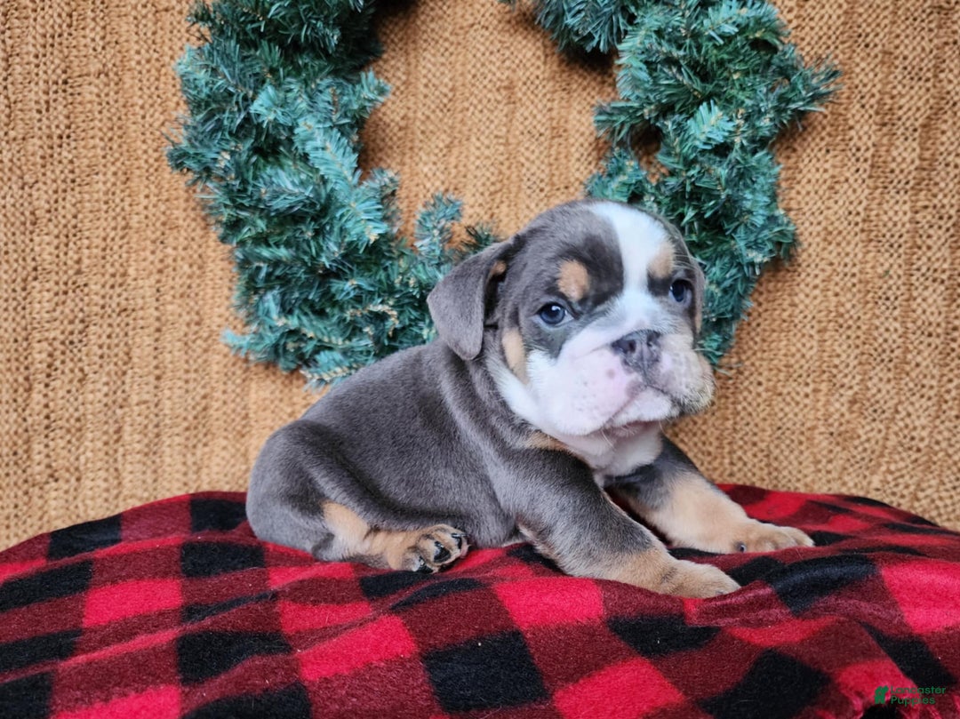 English Bulldog dogs for sale: Elliot - Ad 14