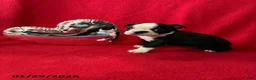 Boston Terrier dogs for sale: Hank - Ad 4