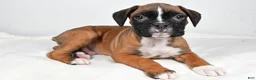 Boxer dogs for sale: Tommy - Ad 8