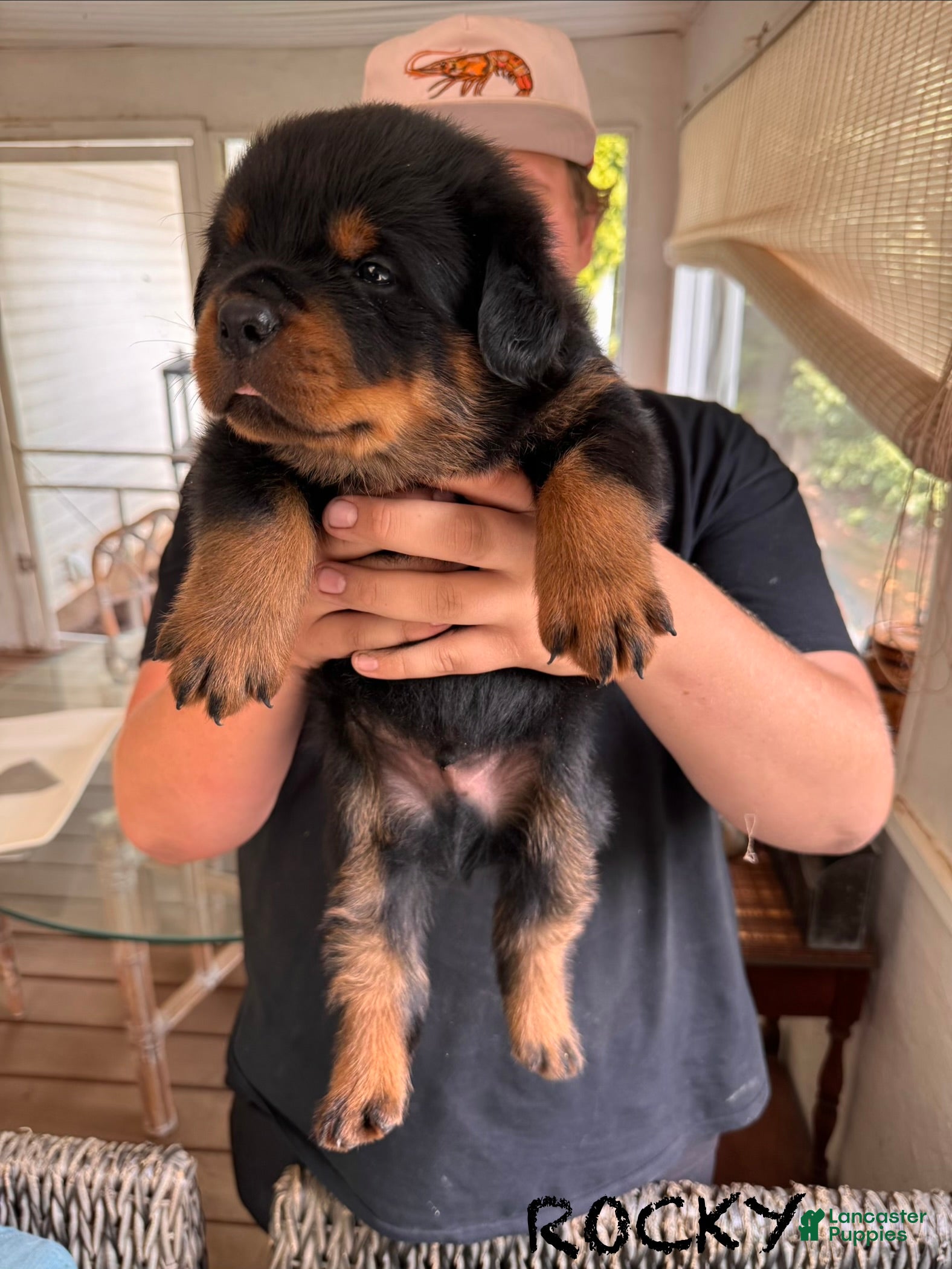 Rottweiler dogs Rocky - Ad 2