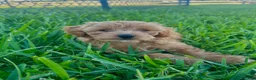 Mini Goldendoodle dogs for sale: Mini Goldendoodle Puppy 3 - Ad 5