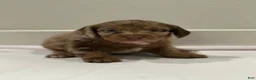 Mixed Breed dogs for sale: Mixed Breed 4 - Ad 3