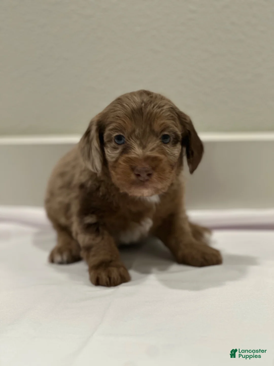Mixed Breed dogs for sale: Mixed Breed 4 - Ad 3