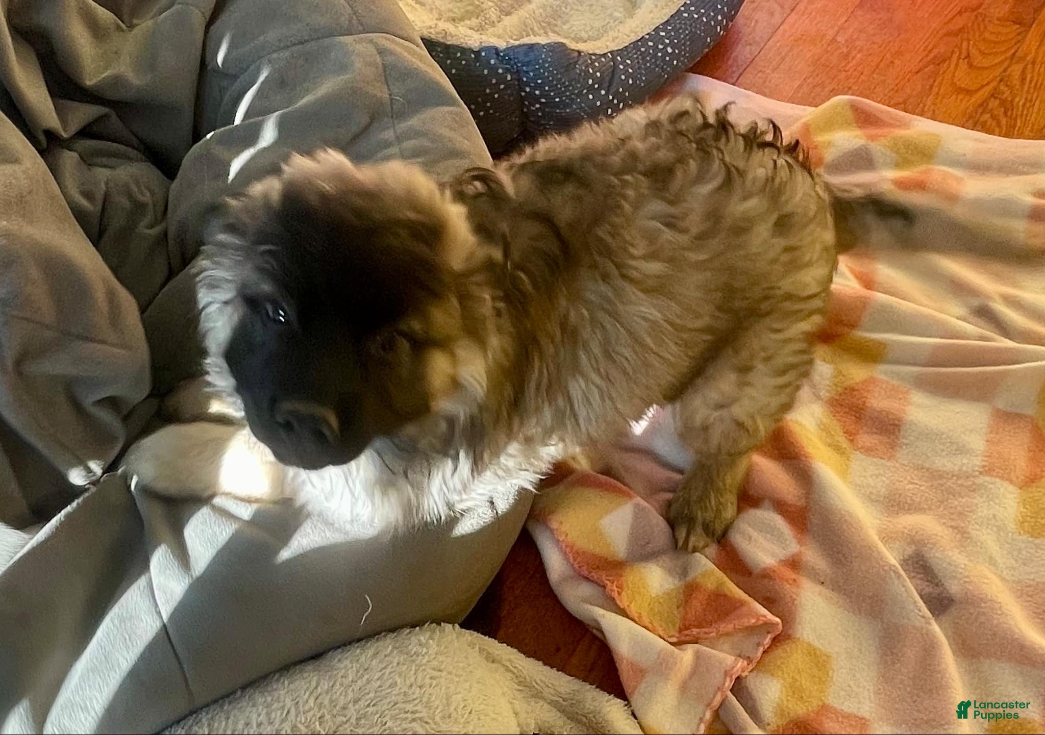 Mixed Breed dogs Mr. Tanner - Ad 1