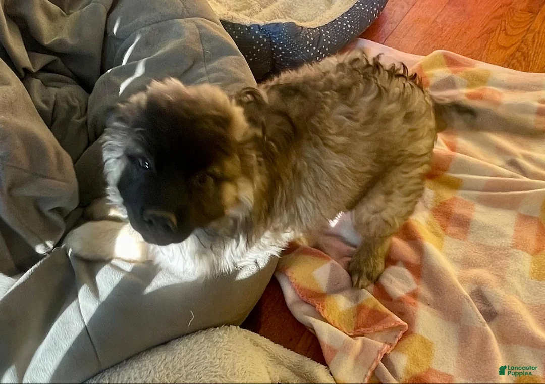 Mixed Breed dogs for sale: Mr. Tanner - Ad 1