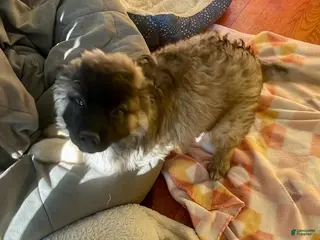 Mixed Breed dogs Mr. Tanner - Ad 1