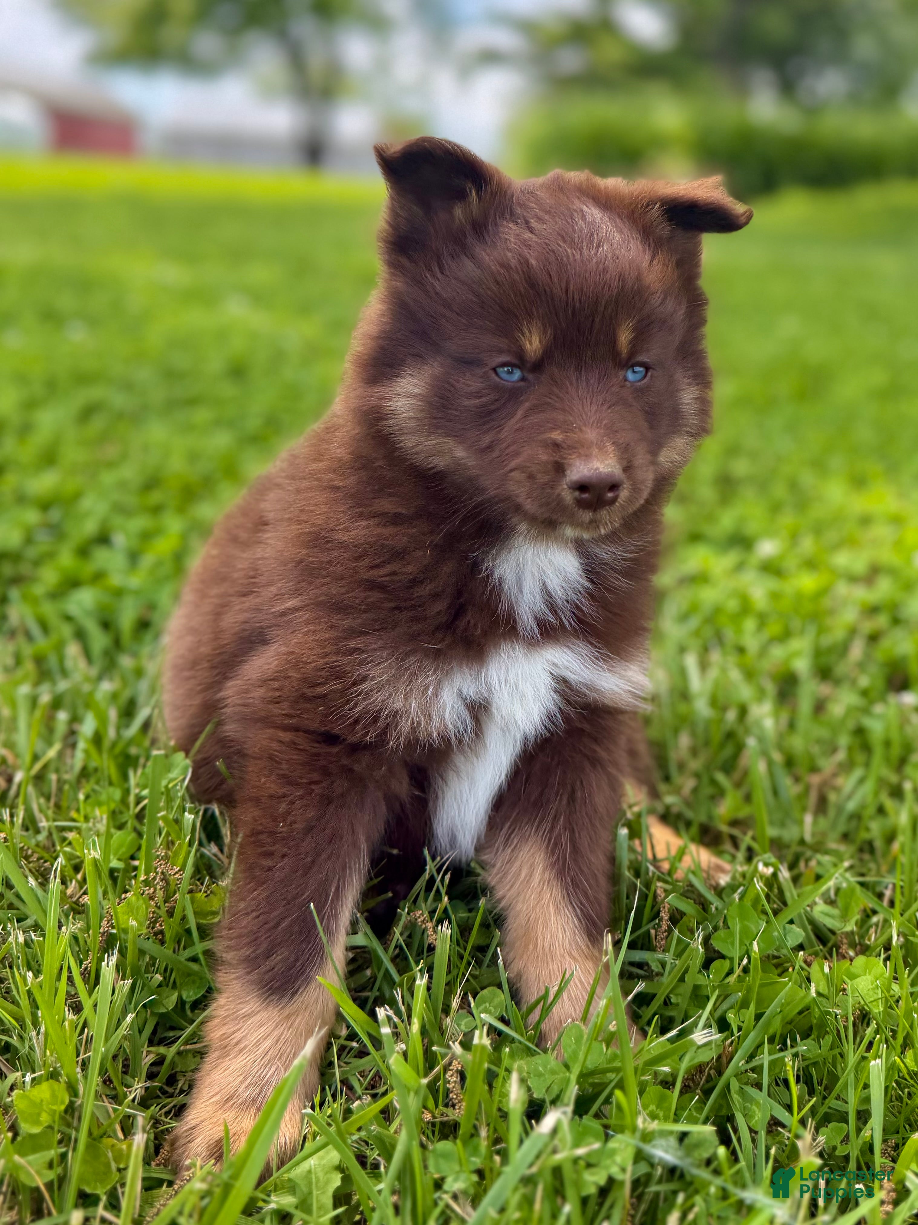 Pomsky dogs Theo - Ad 1