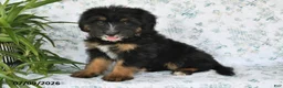 Mini Bernedoodle dogs for sale: Tara - Ad 4