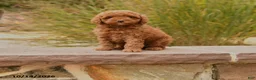 Toy Poodle dogs for sale: Spice - Ad 1