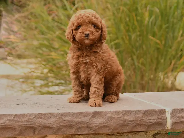Toy Poodle dogs Spice - Ad 1