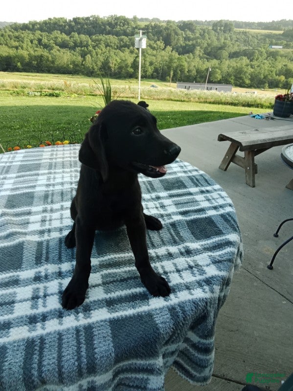 Labrador Retriever dogs Clarie - Ad 2