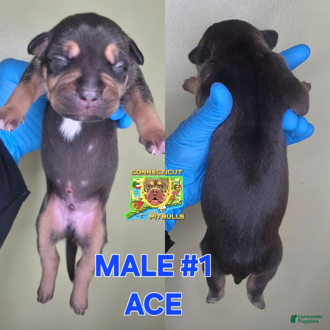 American Bully dogs for sale: ACE - Ad 1