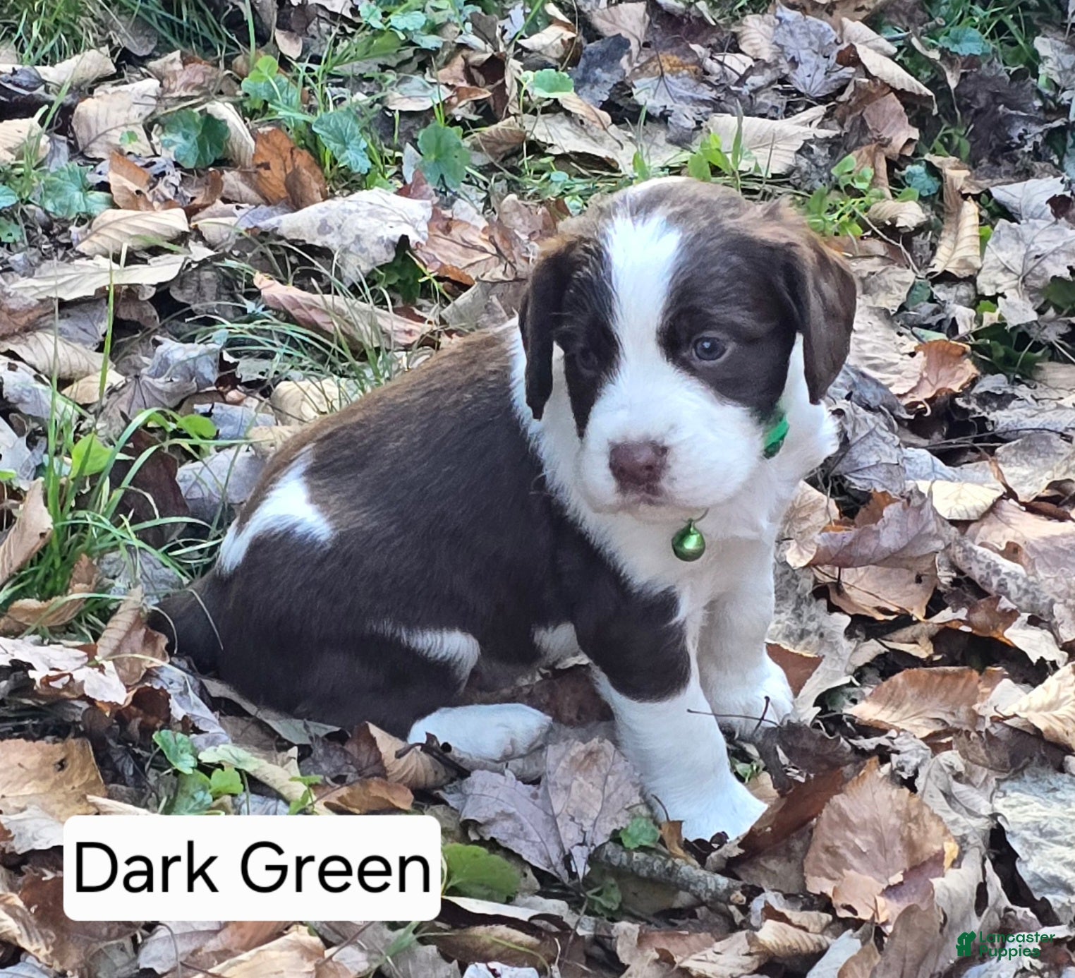 English Springer Spaniel dogs English Springer Spaniel dark green - Ad 5