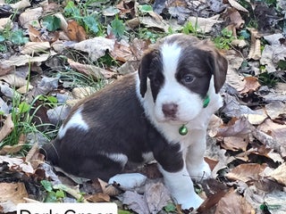 English Springer Spaniel dogs English Springer Spaniel dark green - Ad 39