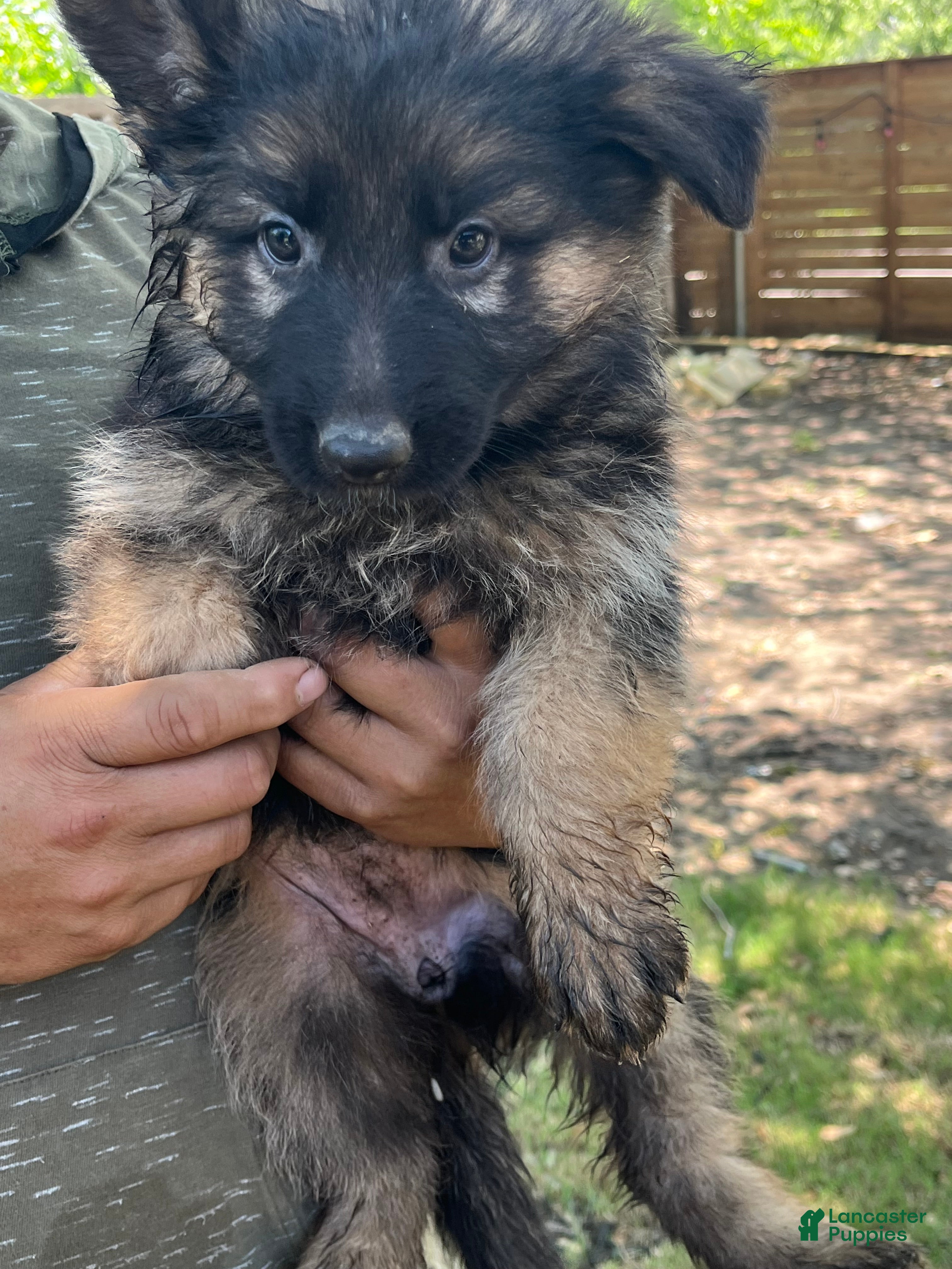 German Shepherd dogs German Shepherd Puppy 4 - Ad 1