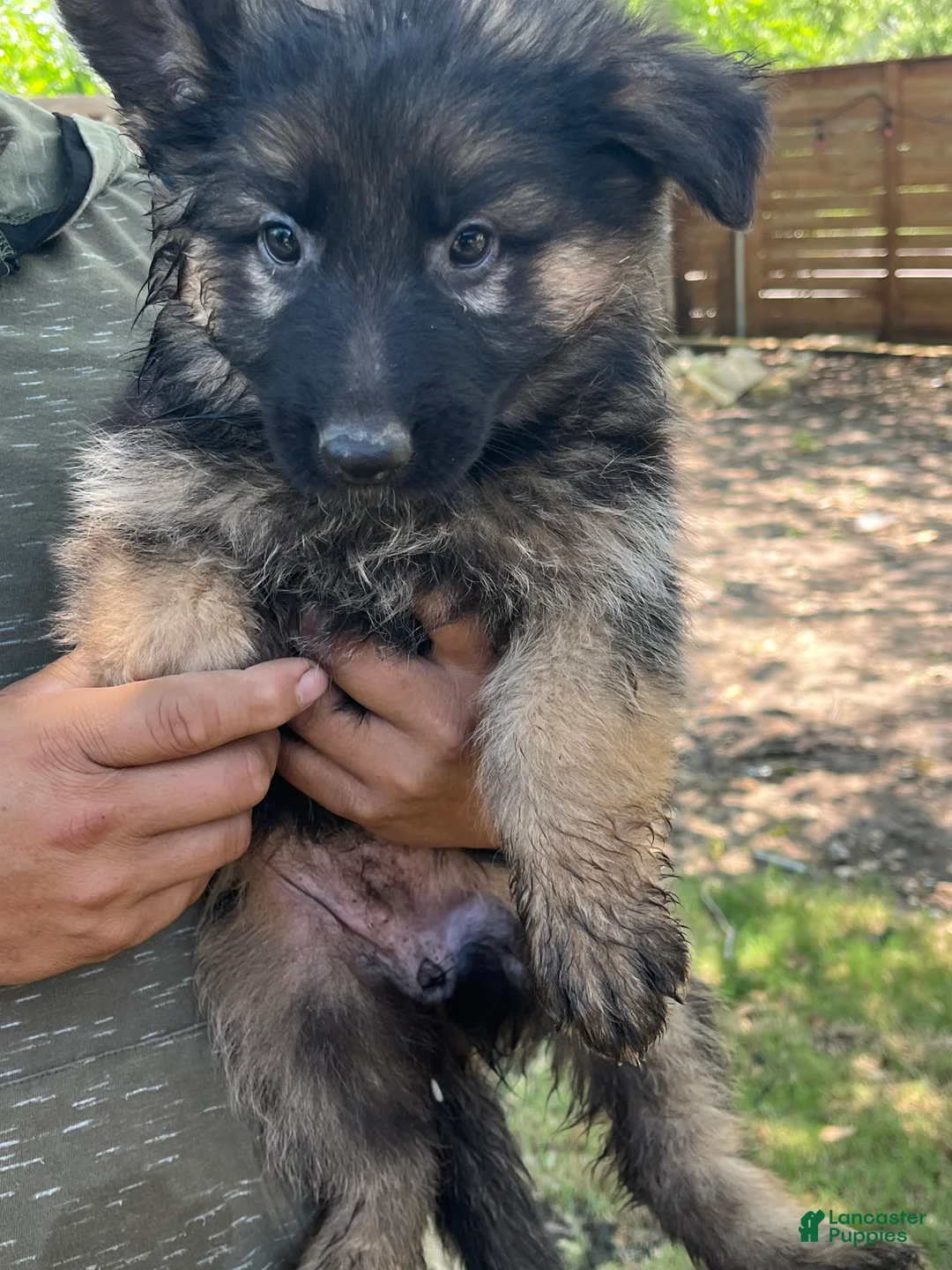 German Shepherd dogs for sale: German Shepherd Puppy 1 - Ad 1