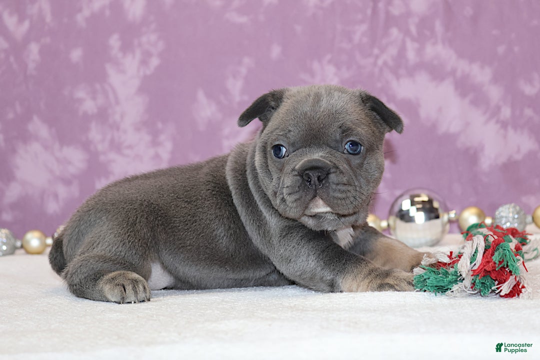 French Bulldog dogs for sale: Astro - Ad 1