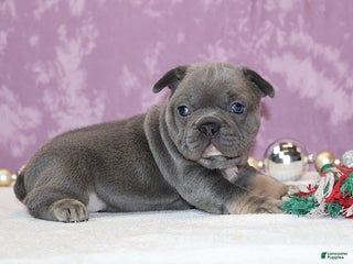 French Bulldog dogs Astro - Ad 37