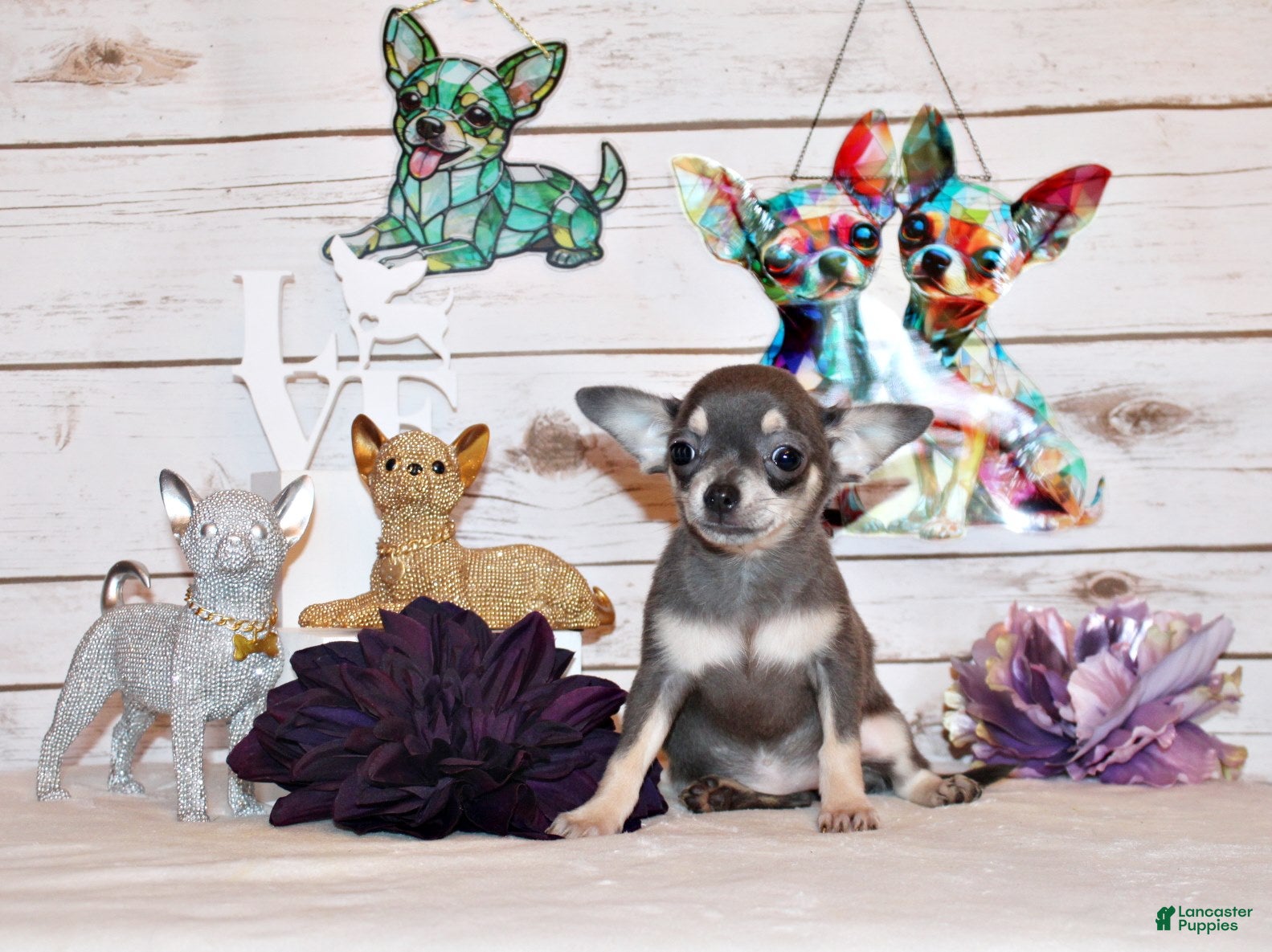 Chihuahua dogs Zazu - Ad 1