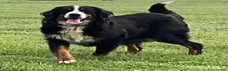 Mini Bernedoodle dogs for sale: Cody - Ad 11