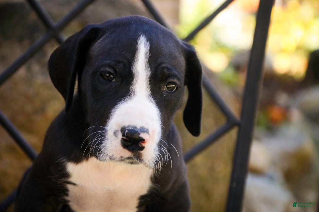 Great Dane dogs for sale: Lawrence - Ad 3