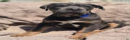 Cane Corso dogs for sale: Rocko  - Ad 3