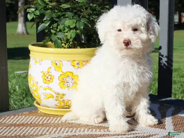 Toy Poodle dogs Hydrangea - Ad 2