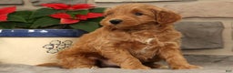 Mini Goldendoodle dogs for sale: Sarge - Ad 3