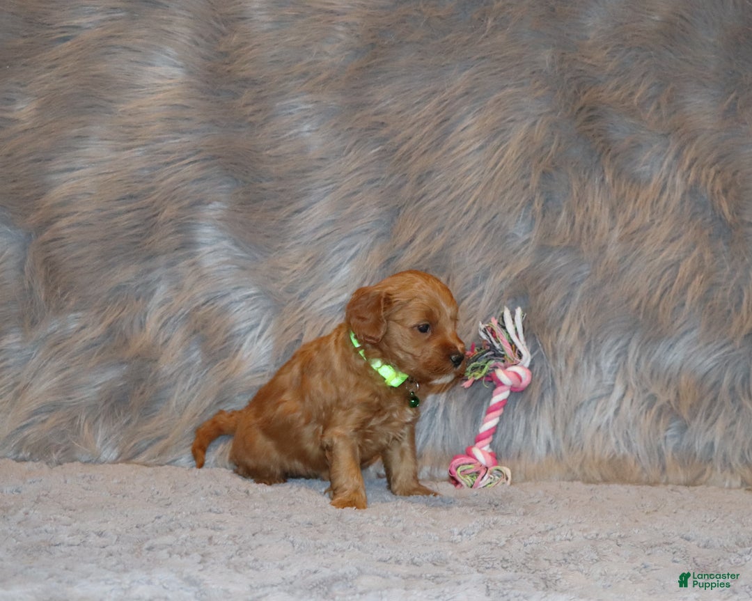 Mini Goldendoodle dogs for sale: Whiskers 🌷👨‍👨‍👧‍👦💞🐕 - Ad 3