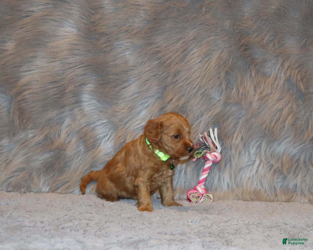 Mini Goldendoodle dogs for sale: Whiskers 🌷 Genetic Clear Parents - Ad 5