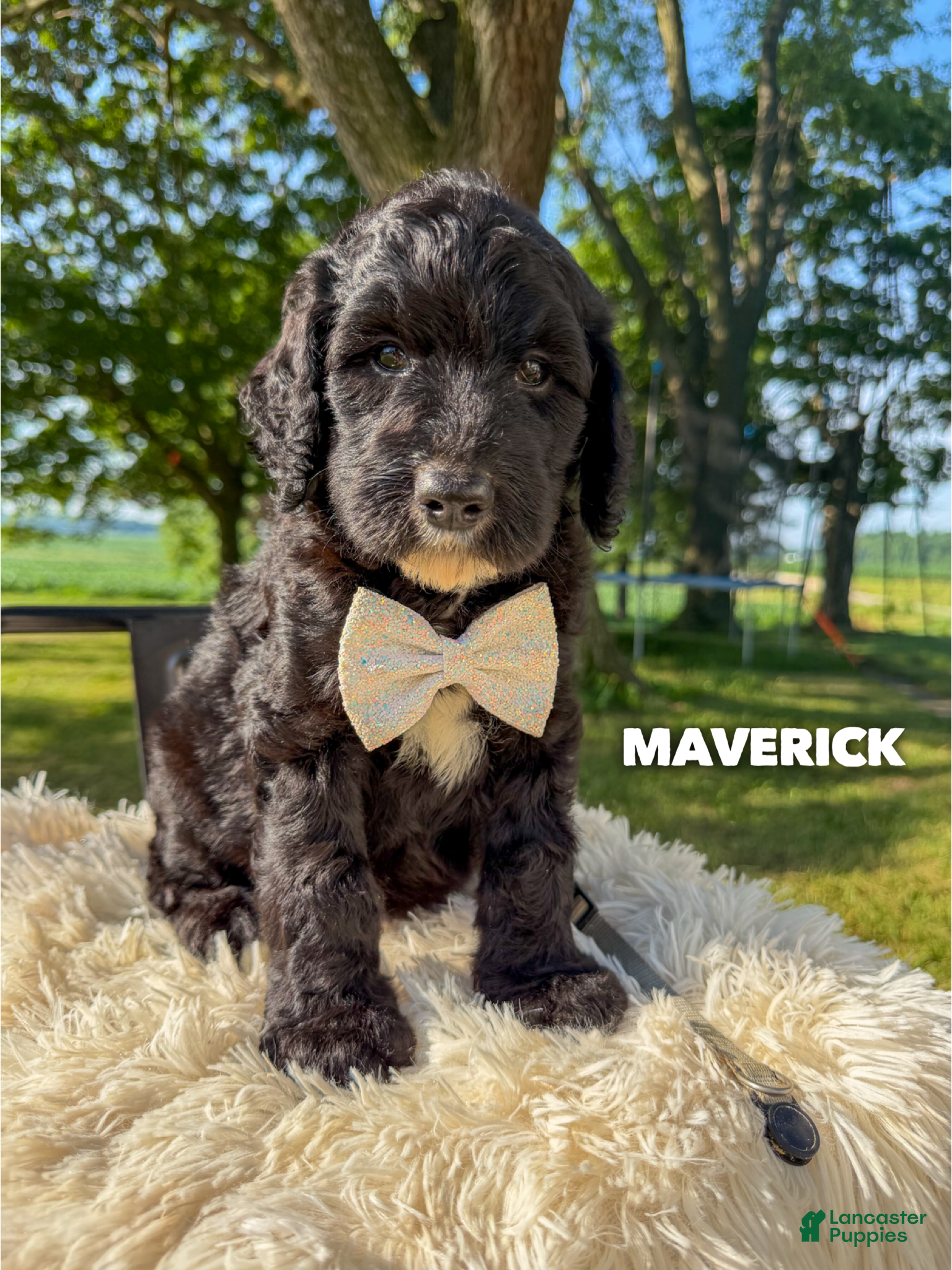 Goldendoodle dogs Maverick - F1b - Ad 1