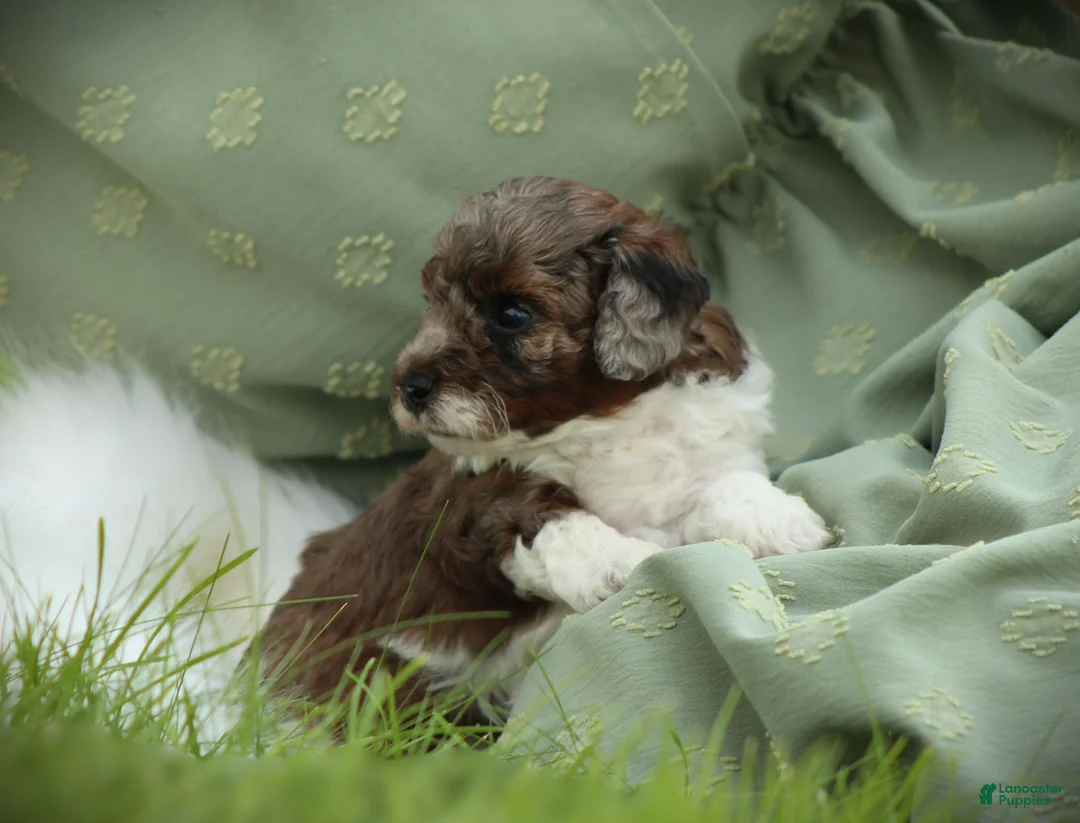 Bichpoo dogs for sale: River - Ad 4