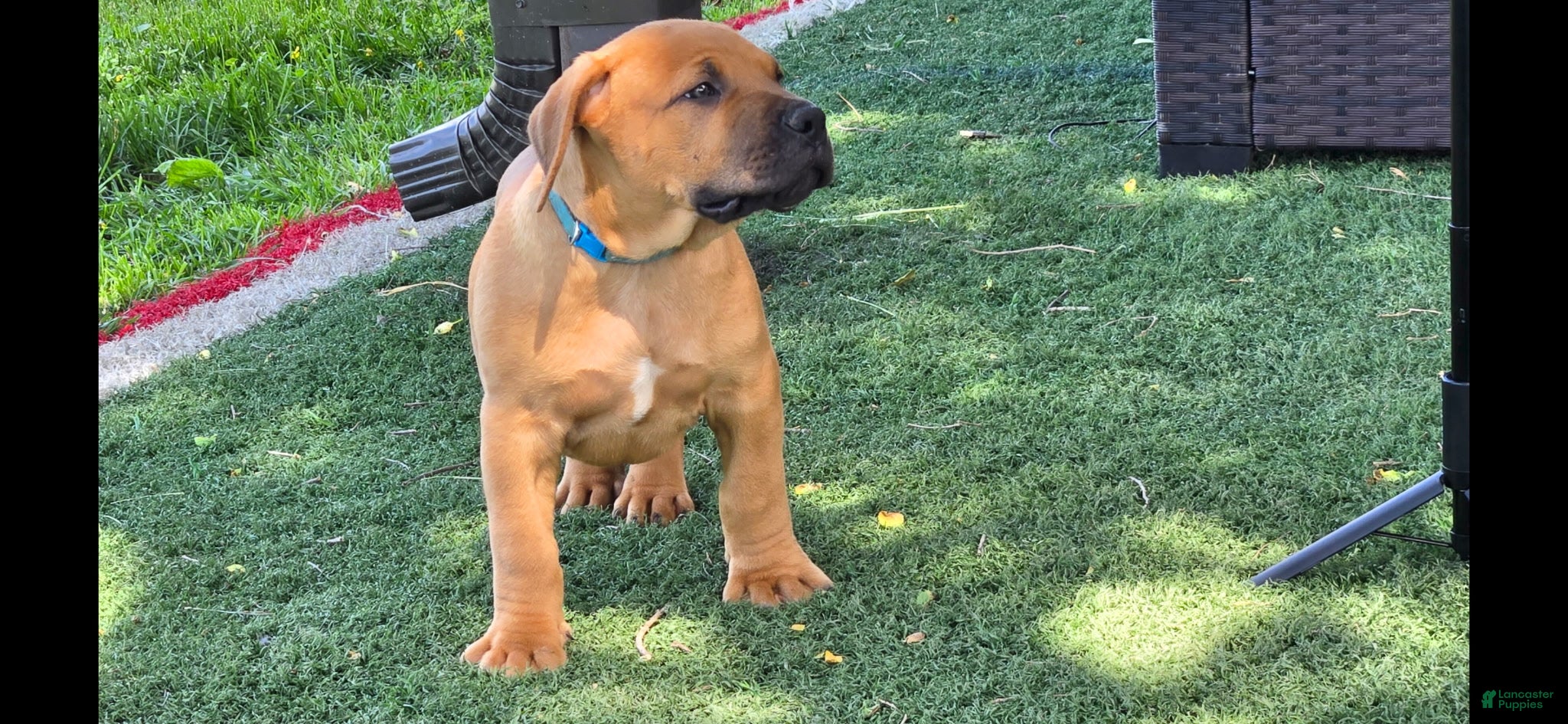 South African Boerboels dogs South African Boerboels Puppy 3 - Ad 8