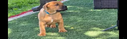 South African Boerboels dogs for sale: South African Boerboels Puppy 3 - Ad 1