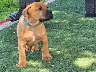 South African Boerboels dogs South African Boerboels Puppy 3 - Ad 8