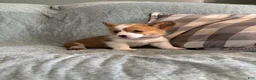 Welsh Corgi Pembroke dogs for sale: Welsh Corgi Pembroke 3 - Ad 7