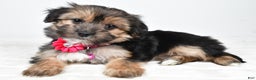 Morkie dogs for sale: Nila - Ad 5