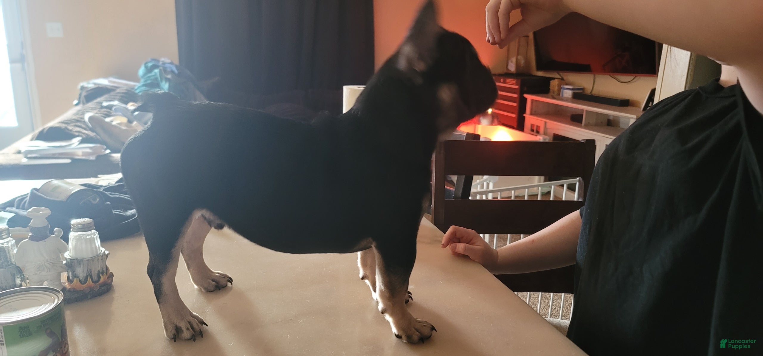 French Bulldog dogs for sale: French Bulldog Puppy 1 - Ad 1