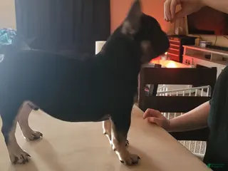 French Bulldog dogs French Bulldog Puppy 1 - Ad 37