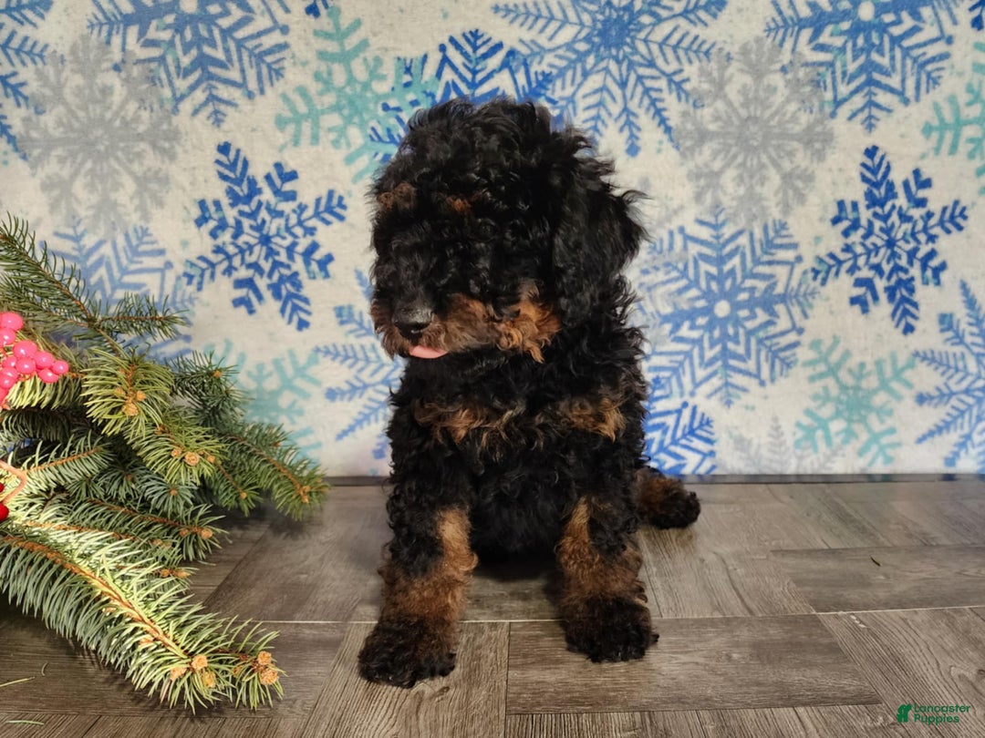 Mini Bernedoodle dogs for sale: Klaus - Ad 20