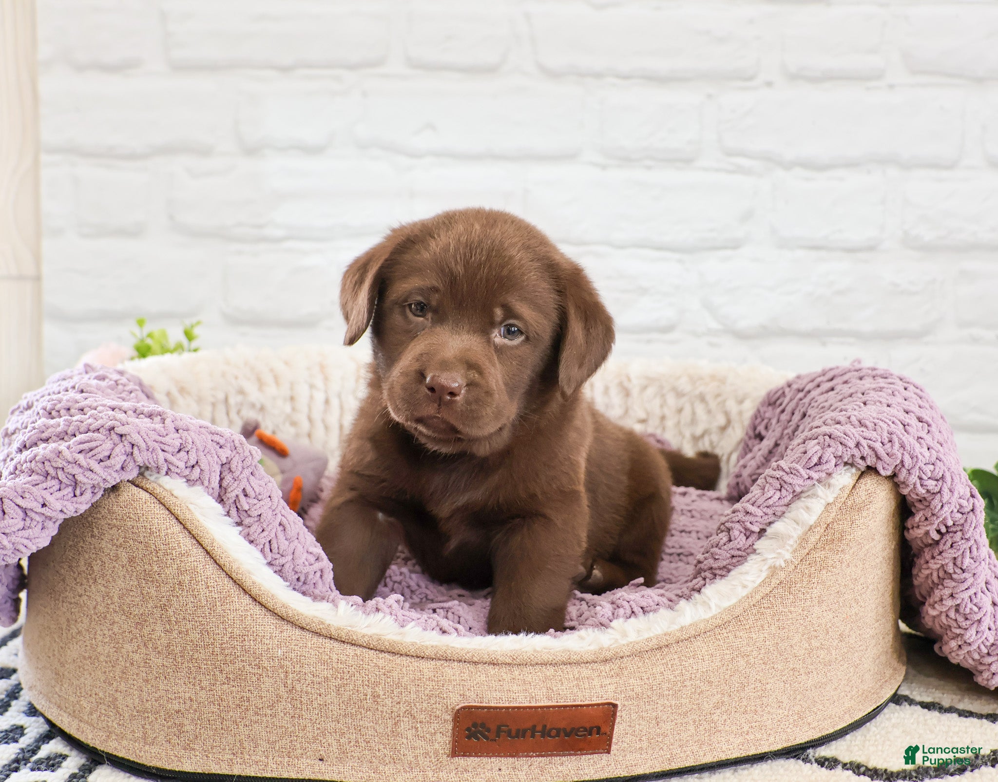 Labrador Retriever dogs Skye  - Ad 30
