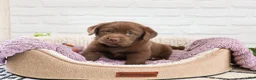 Labrador Retriever dogs for sale: Skye  - Ad 1