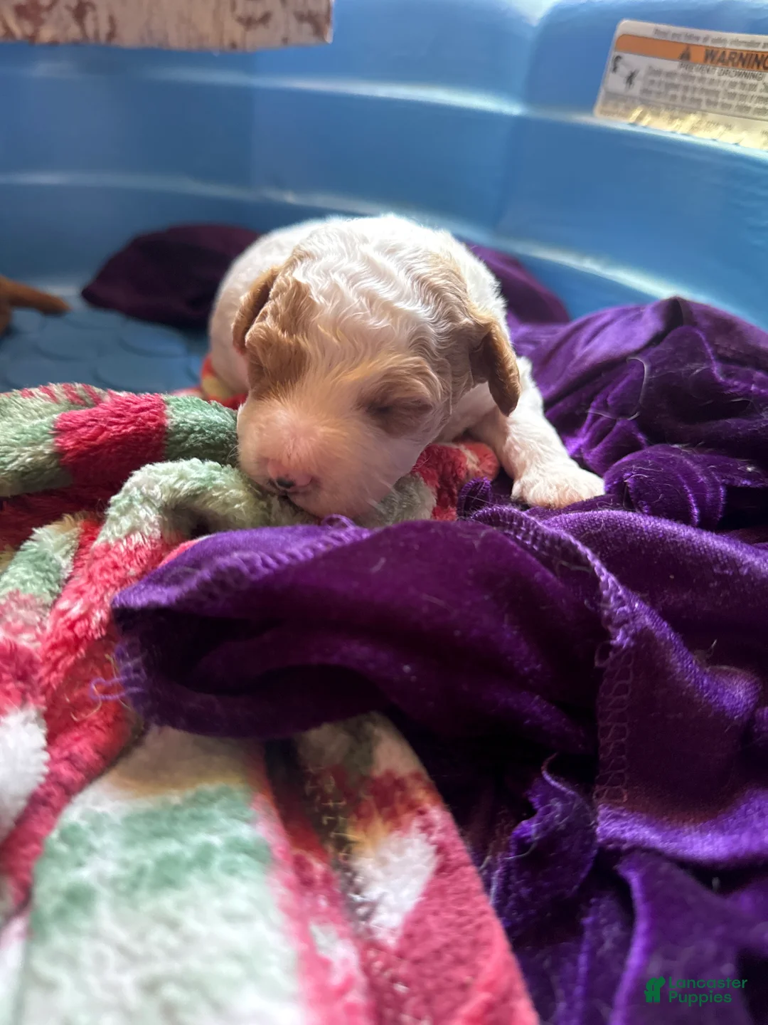 Double Doodle dogs for sale: Double Doodle Puppy 5 - Ad 1