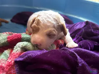 Double Doodle dogs Double Doodle Puppy 5 - Ad 5