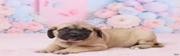 English Mastiff dogs for sale: Dexter - Ad 5