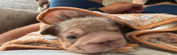 French Bulldog dogs for sale: Carlotta - Ad 8