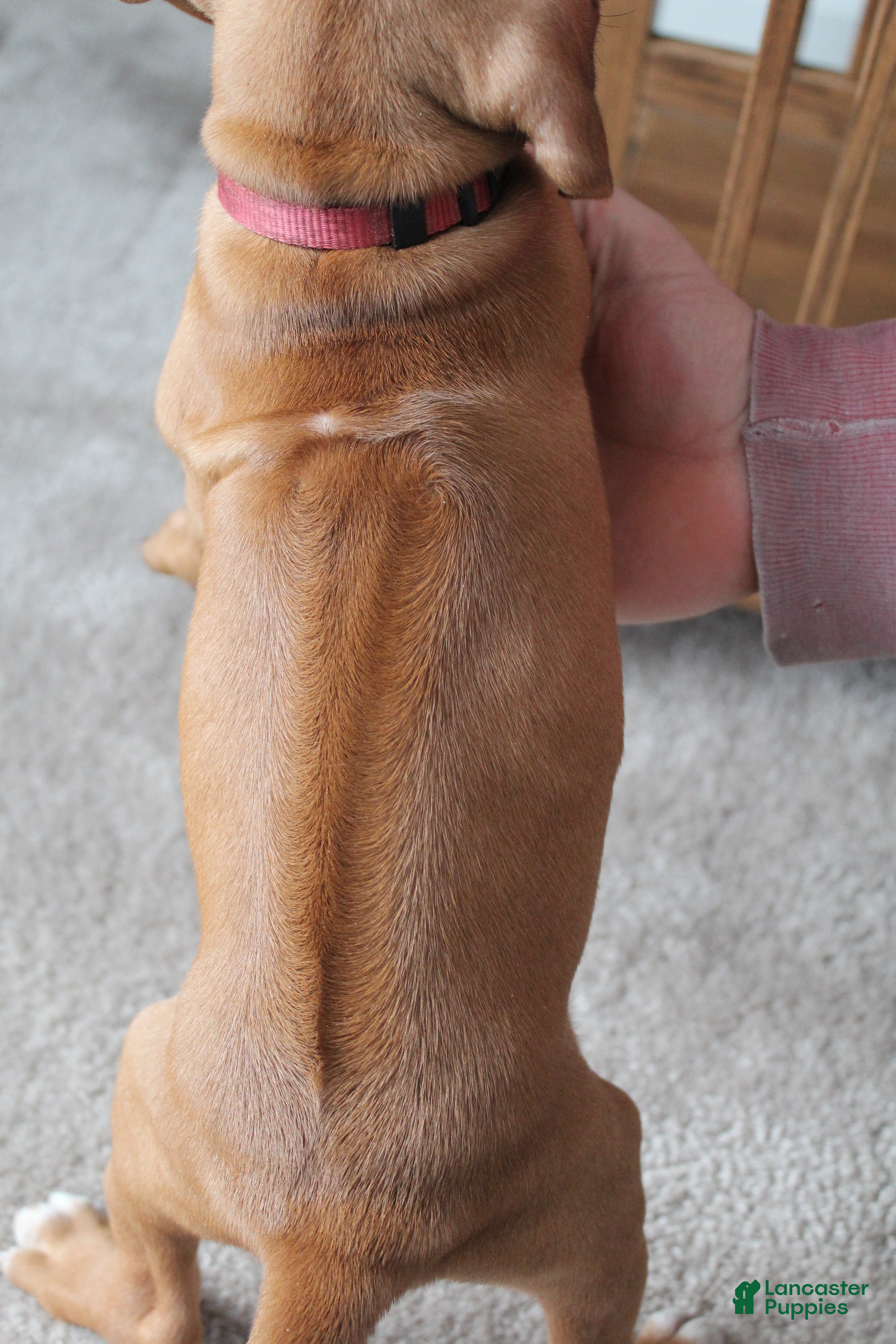 Rhodesian Ridgeback dogs Kylie - Ad 2